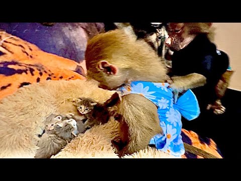 LET'S WATCH! Lyuska MEETS LITTLE KITTENS AND RESCUE BABY KITTEN BABY!!!