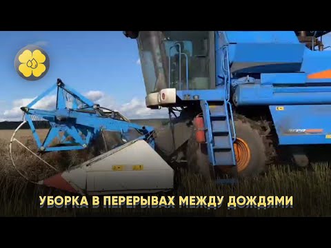 Агросопровождение в Республике Чувашия, КФХ Кислых А.Л. Уборка в перерывах между дождями!