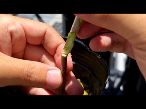 Grafting Fails Because You Didn’t Do This First