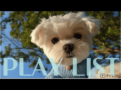 𝐏𝐥𝐚𝐲𝐥𝐢𝐬𝐭 🎧 첫노래부터 너무 좋은 플리ㅣ넌 몇번째가 제일 좋아?ㅣ국내 감성힙합 &감성랩💿