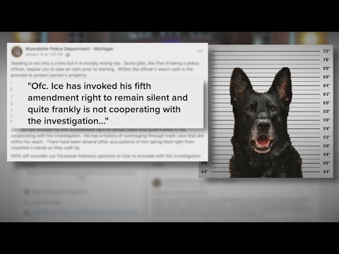 K9 Accused Of Stealing Fellow Officer's Sandwich
