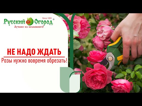 НЕ НАДО ИХ ЖАЛЕТЬ. Обрезаем розы правильно и они будут еще прекраснее.