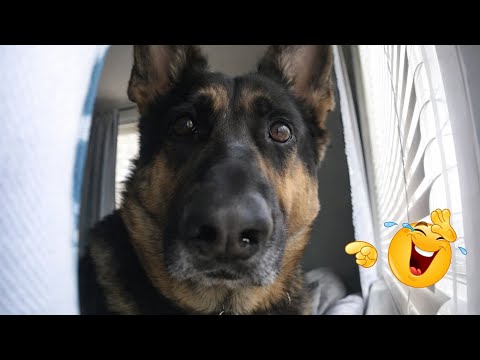 I Can’t Believe These Dogs Are Still This Funny 😂 Best Funny Dog Videos of 2026 🐶