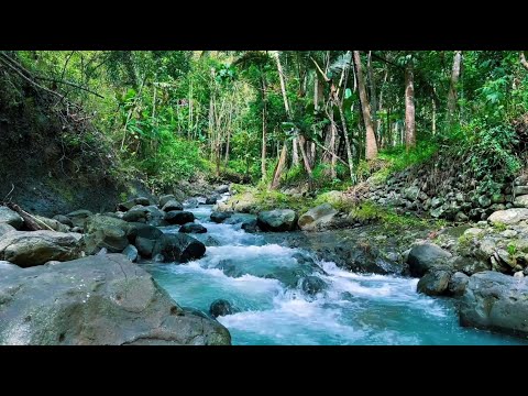 Soothing River Stream in the Forest, Relax Water Sounds, Nature White Noise for Meditation