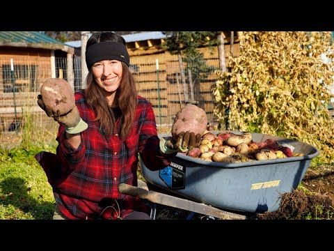Digging Up Our Alaskan Grown Potatoes | 2021 Fall Harvest
