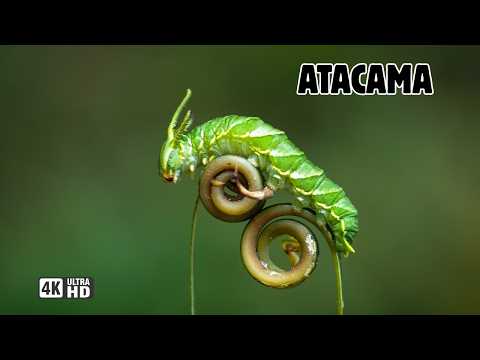 ATACAMA: Criaturas De Otro PLANETA | Documental MEGA-EPISODIO