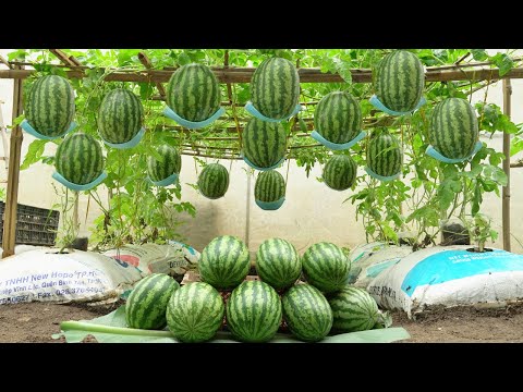 [Home Gardening] Why does growing watermelon in soil bags produce so many fruits