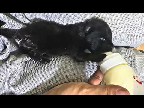 Rescued in 5°F Freezing Night: Abandoned Puppies' Faint Cries Save Their Lives