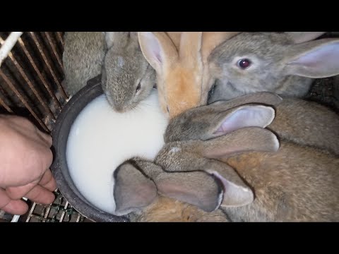 طريقة عمل الحليب الصناعي للارانب صغار والفطام