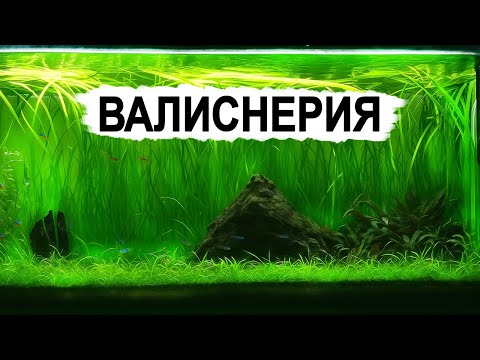 Лучшее растение для аквариума! Почему все выбирают валиснерию?