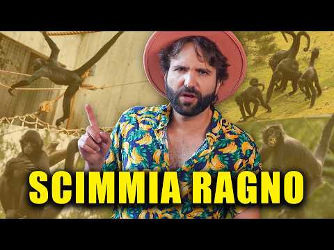 Le scimmie ragno sono montate alla schifomannaggia