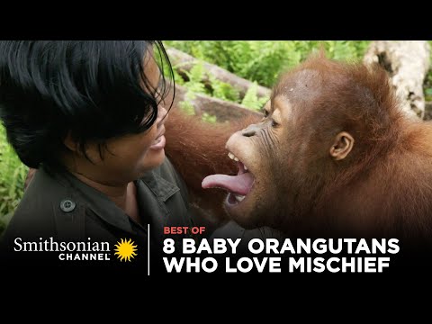 8 Baby Orangutans Who Love Mischief | Smithsonian Channel