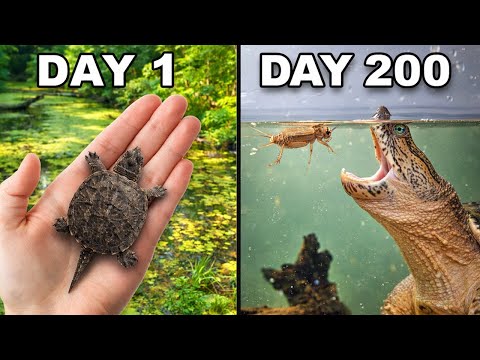 Raising a Snapping Turtle for 200 Days