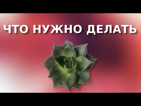 НЕ ПОКУПАЙ СУККУЛЕНТ ПОКА НЕ ПОСМОТРИШЬ ЭТО ВИДЕО!