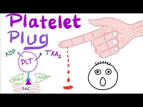 Platelet Plug - Primary Hemostasis - Platelet Adhesion & Aggregation - How The Clot Forms!