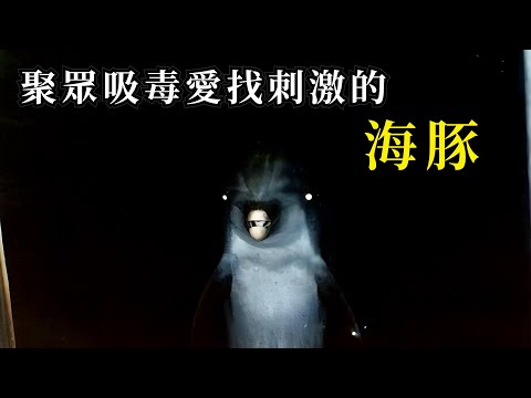 寬吻海豚，海洋裡最被誤解的變態！為了吃口飯，它們敢衝灘，社交全靠亂，吃毒蛇解壓，這個海洋癮君子竟然還會指揮人類捕魚【靜閒聊】#動物 #冷知識 #科普 #whale #animals