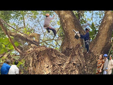 Cưa Cây Còng, Tàn To, Dây Leo Um Tùm, Lên Hàng Rào, Lộ Xe, Cưa Kỹ Thuật, 303