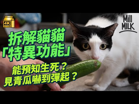 #MM|貓貓能預知人類生死、見到青瓜會嚇到彈起?拆解貓咪點解鍾意聞臭腳 聞同類屁股=同人握手?揭開貓可以鑽入各種縫隙的原因!獸醫和貓行為治療師分析貓的「特異功能」|#Weekly_pedia #4K