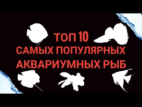 Топ 10 самых популярных аквариумных рыб.