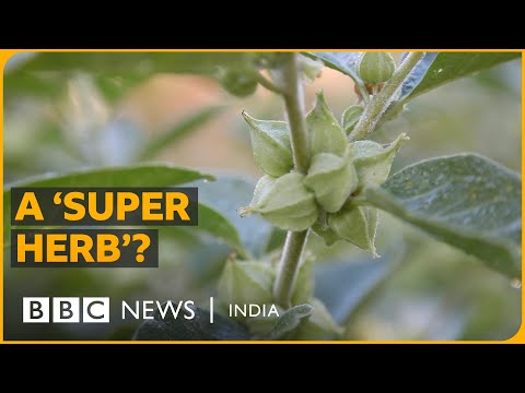Understanding the hype around 'Ashwagandha'  | BBC News India