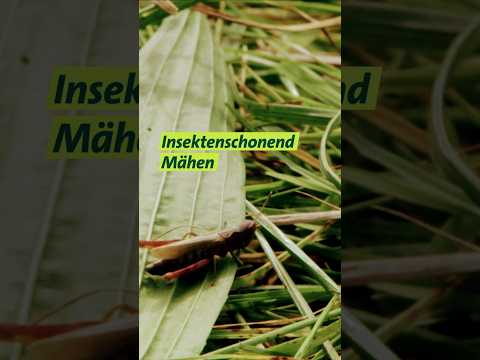 Messerbalkenmähwerk #shorts #unserland #landwirtschaft