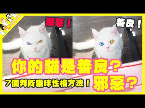 【孤貓工作室】7個判斷貓咪性格方法！你的貓是善良還是邪惡？