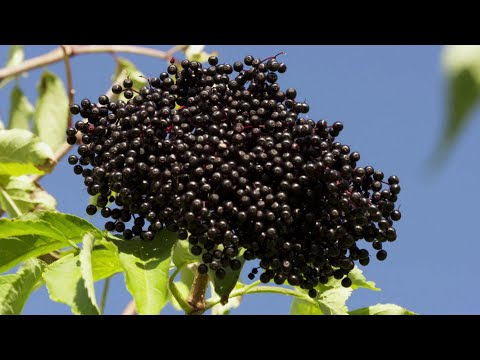 Was Holunder zur deutschen Wunderfrucht macht | Essgeschichten | SWR Fernsehen Rheinland-Pfalz