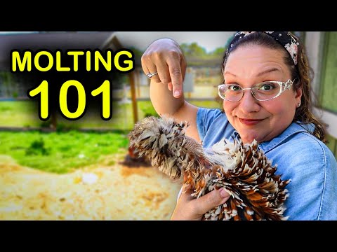 Backyard Chickens Molting - Everything You Need to Know!