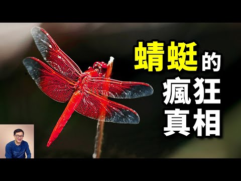 【震驚】蜻蜓的真身到底有多可怕?太多驚人的真相,曾經的昆蟲之王,蚊子和蒼蠅的一生之敵……【老肉雜談】#動物 #昆蟲 #蜻蜓 #演化 #古生物