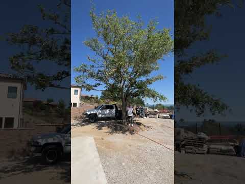 Youβre going to want to invest in this for your dream yard! π #homesandgardens #luxuryhome #trees