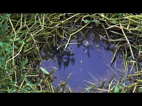 捅鱼窝了?男子草洞钓鱼口不断,吃钩的都是黄辣丁