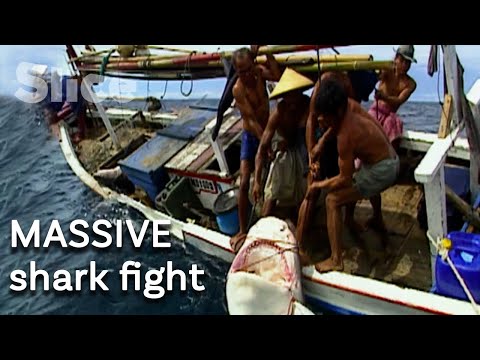 Fishing for shark fins: battle against a tiger shark | SLICE