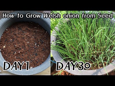 조선대파(DaePa) 파종 및 재배ㅣHow to Grow leek from Seed