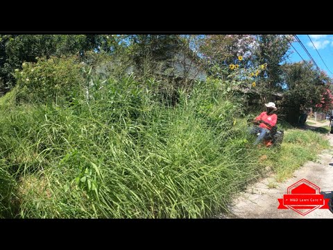 The COMMUNITY Treats This INSANELY OVERGROWN Yard Like a Complete DUMP (tallest yard)