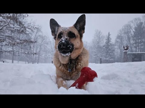 Your Snow Photos | Historic Triad Snow