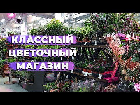 Обзор Большого Цветочного Магазина » Комнатные Растения в г. Екатеринбург