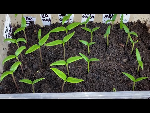 СДЕЛАЙТЕ ЭТО СО ВСХОДАМИ ПЕРЦА ДО НАЧАЛА ПИКИРОВКИ!