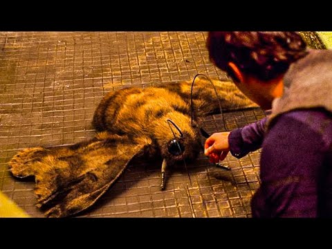 They Lived Underground For 200 Years Because Earth Was Dying