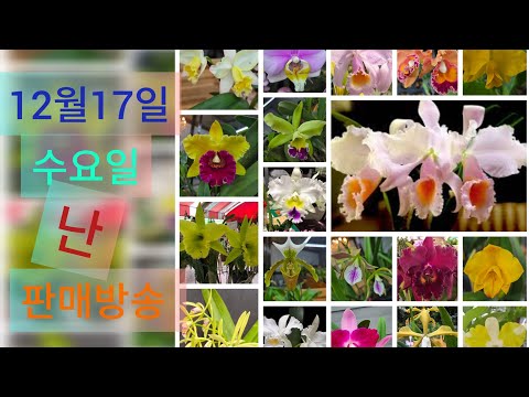 12월17일 수요일 난 판매방송  ❤️ 