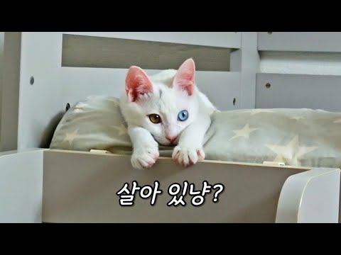 영상이 많이 늦었죠... 모모와 장례식장에서 인사 드립니다