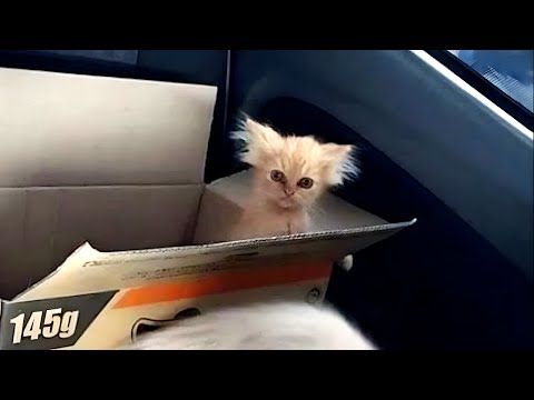 stinky little gremlins