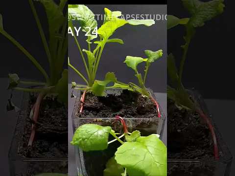 TRY and ERROR Growing Radish 🤯 #shorts