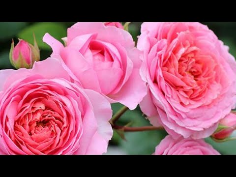 КОРМИТЬ РОЗЫ, КОГДА ПОСАДИЛИ ИЛИ НЕТ?