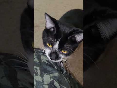 I Can’t Walk Without My Cat Following Me 😂 #youtubeshorts #catshorts #ytshorts