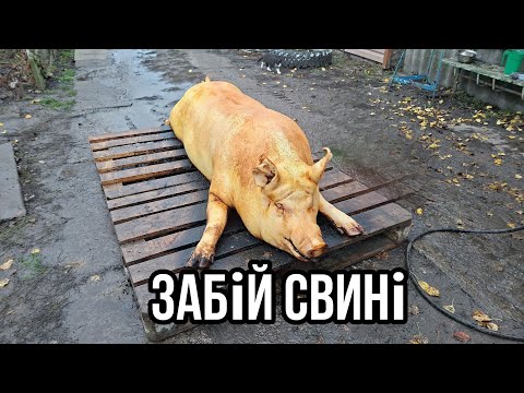 Ріжемо, смалимо і розбираємо свиню вдома