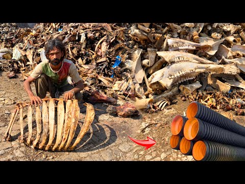 Unbelievable Process! Millions of Animal Bones Used in Water Pipe Manufacturing