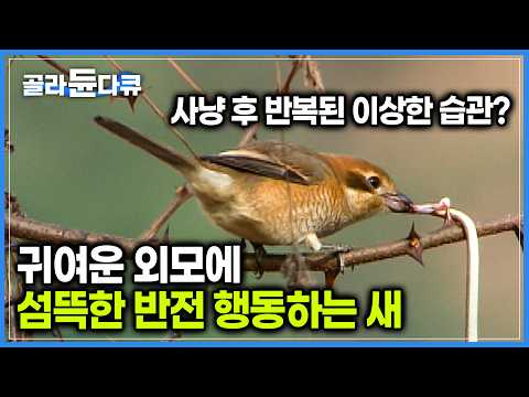 급소를 공격한 뒤 끌고 가 나무 가시에 꽂아두는 섬뜩한 행동을 하는 새｜다큐프라임｜#골라듄다큐