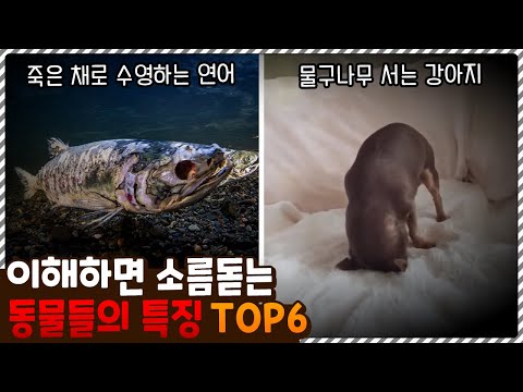 다 이유가 있었구나..? 이해하면 소름 돋는 동물들의 특징 TOP6