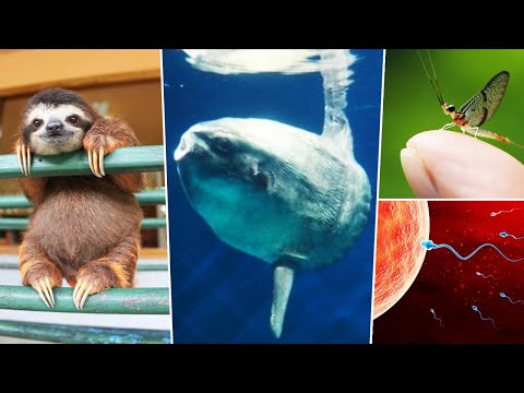 세상에서 가장 약한 동물은 무엇일까?