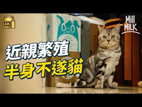 #MM｜社工轉兼職照顧繁殖場棄貓 收入減半 美國短毛貓近親繁殖導致半身不遂 每日3次人手排大小便 香港動物繁殖條例不監管貓、兔、爬蟲動物｜#700萬種生活 #4K